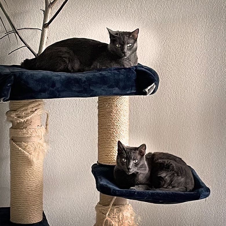 Portrait of Milu & Carlo